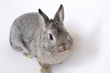 Young gray rabbit on a white isolated background. Pet bunny sniffs and sits, looks. Farmer breeding rabbits