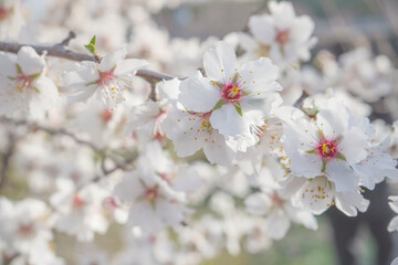 Almond flowers blossom in park ,welcome spring time