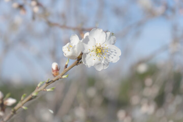 Almond flowers blossom in park ,welcome spring time
