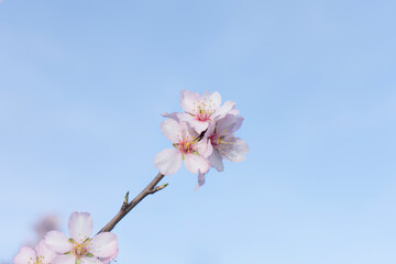 Almond flowers blossom in park ,welcome spring time