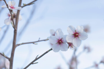Almond flowers blossom in park ,welcome spring time