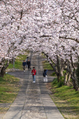 Fototapeta premium 桜のアーチ 春のイメージ