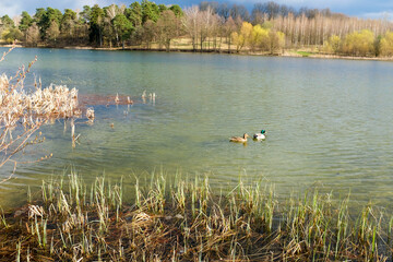 Spring trees are reflected in the lake against the blue sky. The awakening of nature. Ducks.