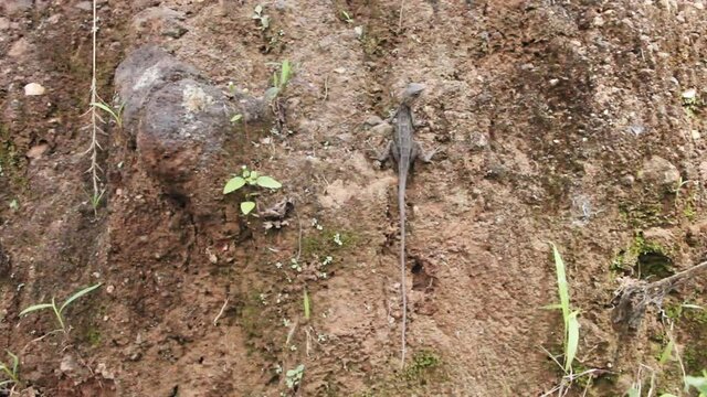 The agam lizard Indian bloodsucker (Common Garden Lizard, Calotes versicolor) froze on the vertical slope. The Nature Of Sri Lanka