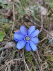 Anemone hepatica
