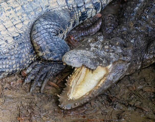 close up of crocodile skin