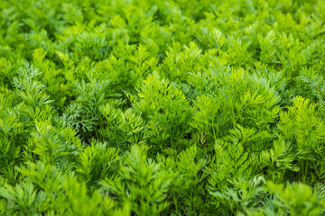 Carrot leaves in vegetable garden. Green nature background.