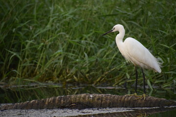 great white heron
