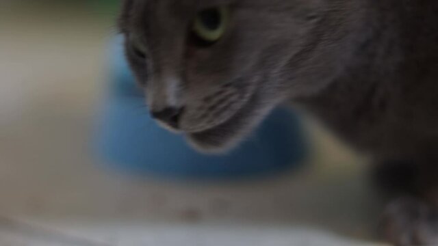 A 4K footage of an adorable grey cat with green eyes chewing its mea