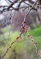 Cherry branch with flower buds.
