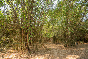 Bamboo plantation, Green bamboo garden