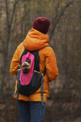 a small dog of Yorkshire Terrier breed looks out of the backpack on the back of the mistress. Dedicated dog carrier backpack.
