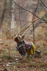 a small dog of Yorkshire Terrier breed walks in the autumn forest in the rain