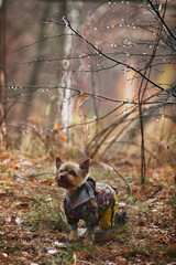 a small dog of Yorkshire Terrier breed walks in the autumn forest in the rain