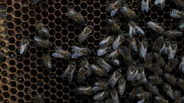 Honeycomb with colorful perga. Honeycomb with bee bread. Bees pack honeycomb with bee bread. Medicinal properties of bee bread. Apitherapy.