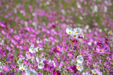 Naklejka premium コスモスの花 秋のイメージ