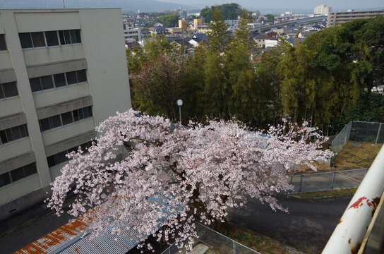 上から見る満開の桜