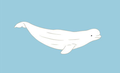 Cute Beluga whale vector illustration on blue background. Arctic cetacean white whale or sea canary