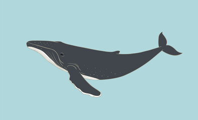 Humpback Whale flat illustration on blue background. Vector giant aquatic marine mammal