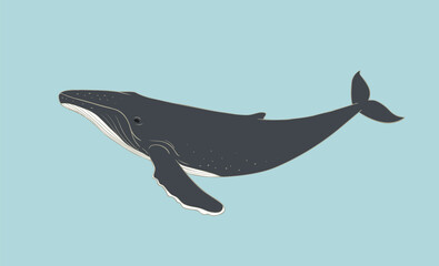 Humpback Whale flat illustration on blue background. Vector giant aquatic marine mammal © Mariya