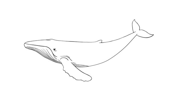 Humpback Whale line art vector. Whale linear sketch drawing isolated on white background