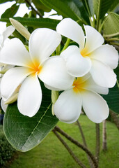 Fototapeta na wymiar The white plumeria in the middle of the flower is yellow. It is in a beautiful and green garden.
