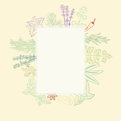 Drawn herbs and spices set. Sketsh of natural spices and kithen herbs. Botanical illustrations of aromatic plants.