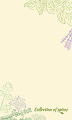 Drawn herbs and spices set. Sketsh of natural spices and kithen herbs. Botanical illustrations of aromatic plants.