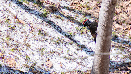 春先の森のクマゲラ