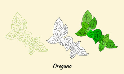 Drawn herbs and spices set. Sketsh of natural spices and kithen herbs. Botanical illustrations of aromatic plants.