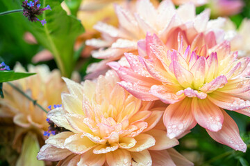 Pink and Yellow Dahlia Flowers with Waterdrops