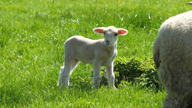 Cute little lamb in spring on pasture