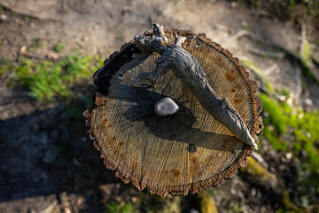 Wicca Hexenkult (Alraune)