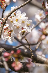 桜の花　春のイメージ