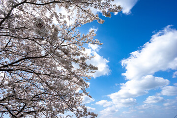 桜の花　春のイメージ