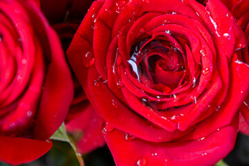 A Close-up of a Red Rose with Waterdrops