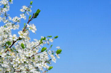 Branches of blossoming cherry on blue sky background in sunlight with copy space. 