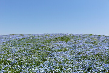 ネモフィラと空