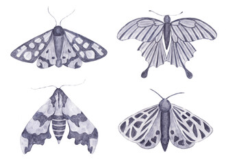 Watercolor collection of monochrome moths. Elegant decorative butterflies.