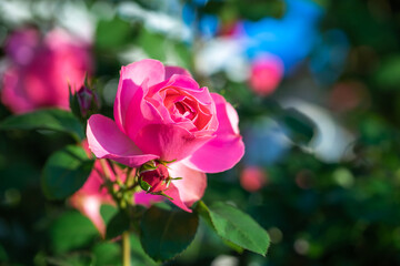 バラの花　屋外撮影