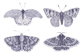 Watercolor collection of monochrome moths. Elegant decorative butterflies.