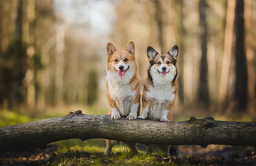 Naklejka na ściany i meble Two welsh corgi pembroke dogs in a forest