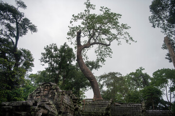  Та Prohm is the largest temple, it rains in the rainy season.  Restorers spared banyan trees...