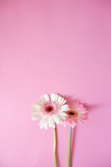 Pink and white Gerbera flowers on pink background. Spring and Summer greeting. greeting card,...