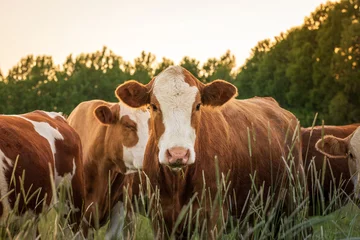 Fotobehang Cows in spring © Jonatan Rundblad