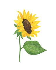 Yellow sunflower watercolor hand drawn floral illustration, summer field agricultural plant, flower with stem and leaf, pattern for greeting card, wedding invitations, holiday design