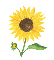 Yellow sunflower watercolor hand drawn floral illustration, summer field agricultural plant, flower with stem and leaf, pattern for greeting card, wedding invitations, holiday design