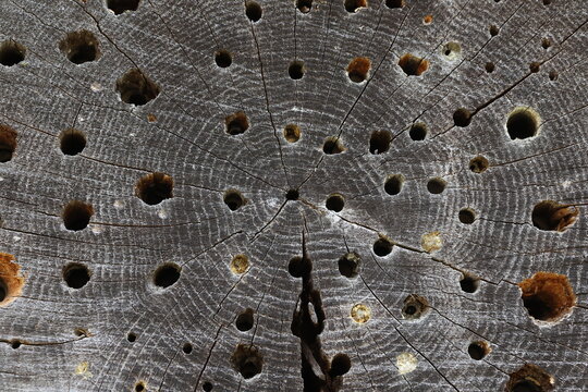 Holes drilled in the wood for insects