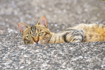野良猫のポートレート