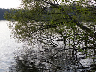 Fototapeta na wymiar Baum im See